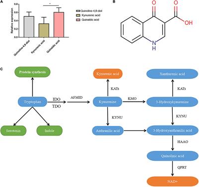 Intestinal Flora-Derived Kynurenic Acid Protects Against Intestinal Damage Caused by Candida albicans Infection via Activation of Aryl Hydrocarbon Receptor